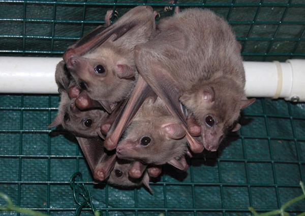 Image for event: Bats and other Misunderstood Creatures